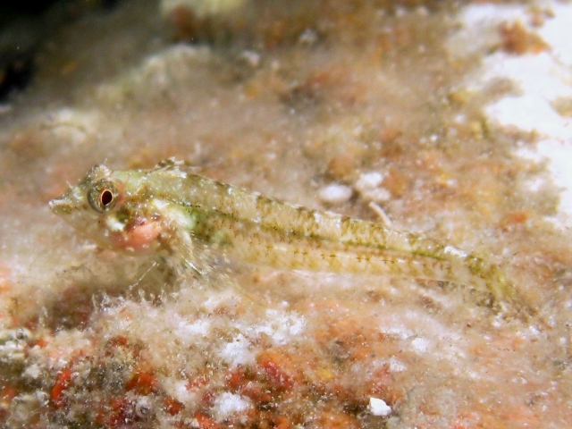 Tripterygion tripteronotus in livrea riproduttiva